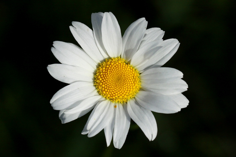 daisy